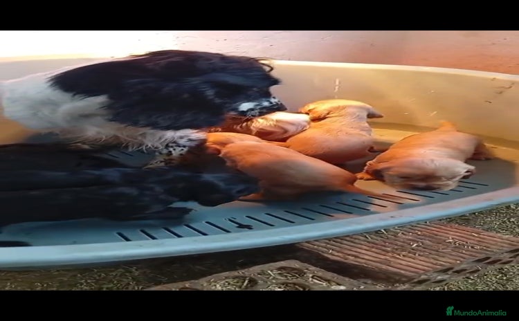 Cocker Spaniel Inglés perros Cocker Spaniel ingles  - Anuncio 1