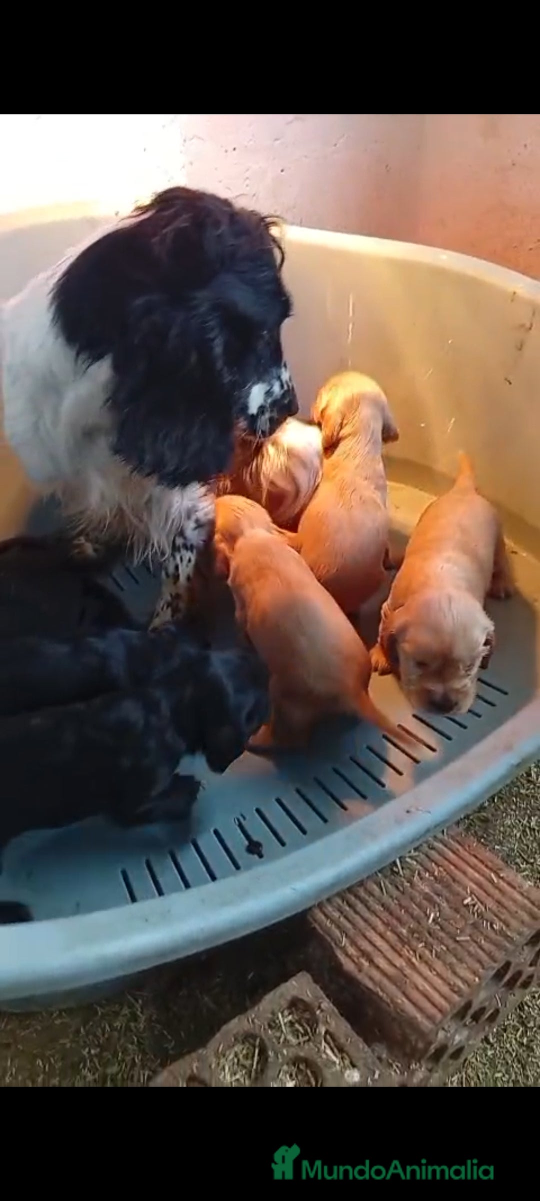 Cocker Spaniel Inglés perros en venta: Cocker Spaniel ingles  - Anuncio 1