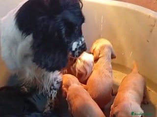 Cocker Spaniel Inglés perros Cocker Spaniel ingles - Anuncio 1