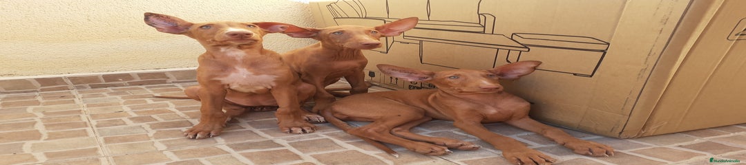 Podenco Canario Cachorro 2