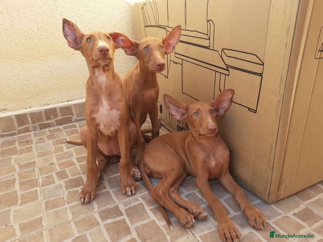 Podenco Canario perros en venta: PODENCOS CANARIOS de Selección  - Imagen 11