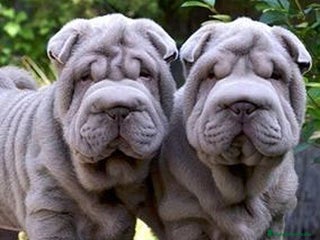 Shar Pei perros en Málaga - Anuncio 22