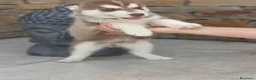 Husky Siberiano perros en venta: Husky SIBERIANO disponibles  - Anuncio 5