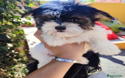 Raza Mixta perros en venta: Cachorrita Malvi - Imagen 14