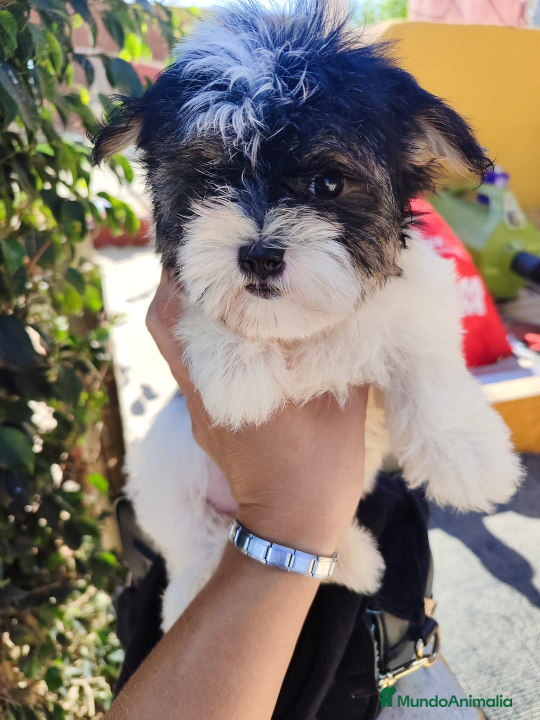 Raza Mixta perros en venta: Cachorrita Malvi - Imagen 14