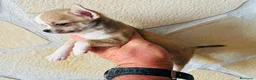 Chihuahua perros en venta: Chihuahua toy cabeza manzana  - Anuncio 2