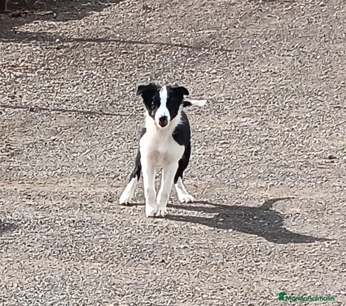 Border Collie perros Border Collie - Anuncio 2