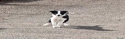 Border Collie perros en venta: Border Collie - Anuncio 3