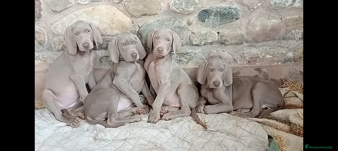 Braco de Auvernia perros en venta: Preciosas Hembras de Braco de Weimar - Anuncio 5