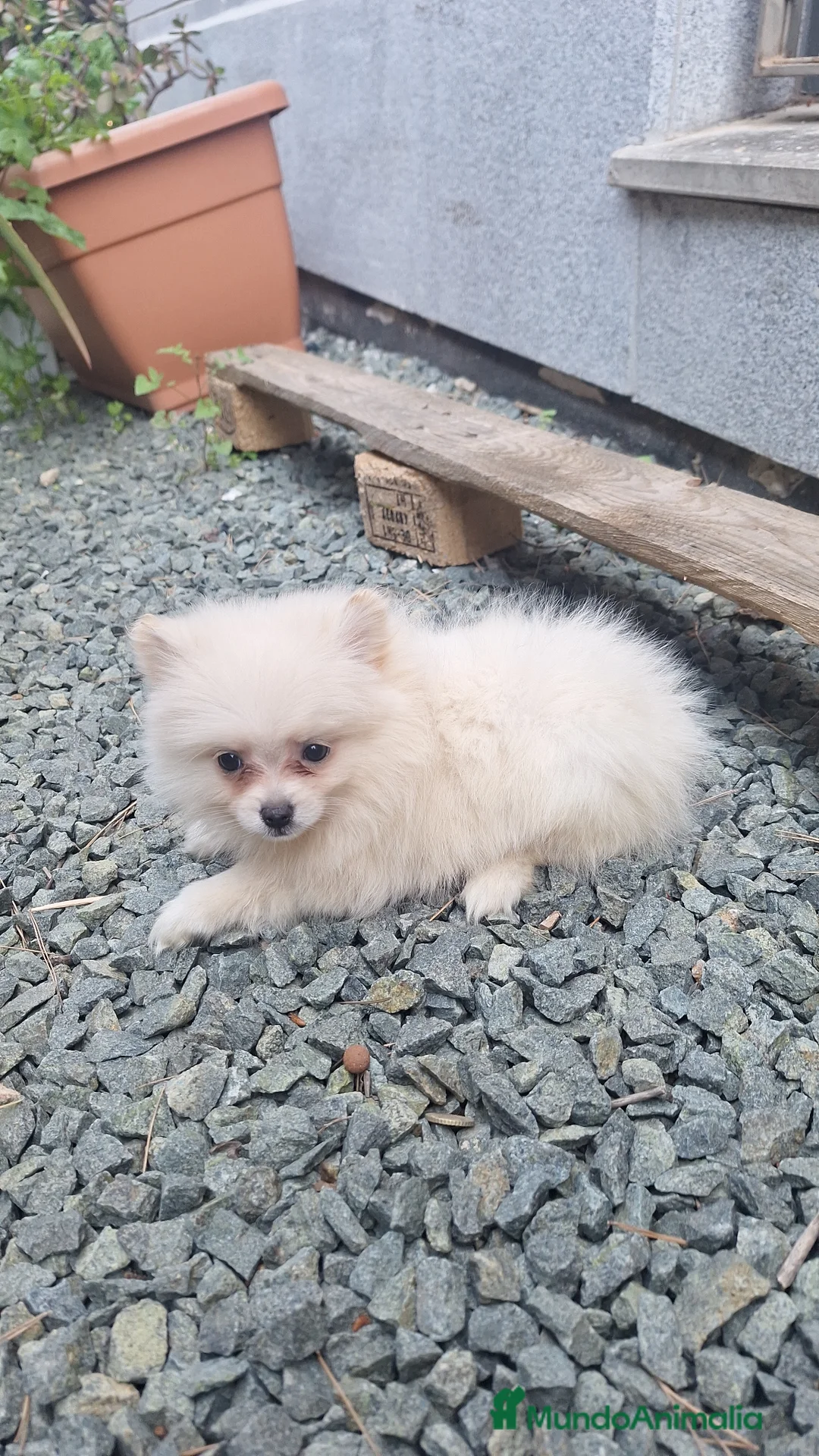 Pomerania perros en venta: Pomerania  - Anuncio 2