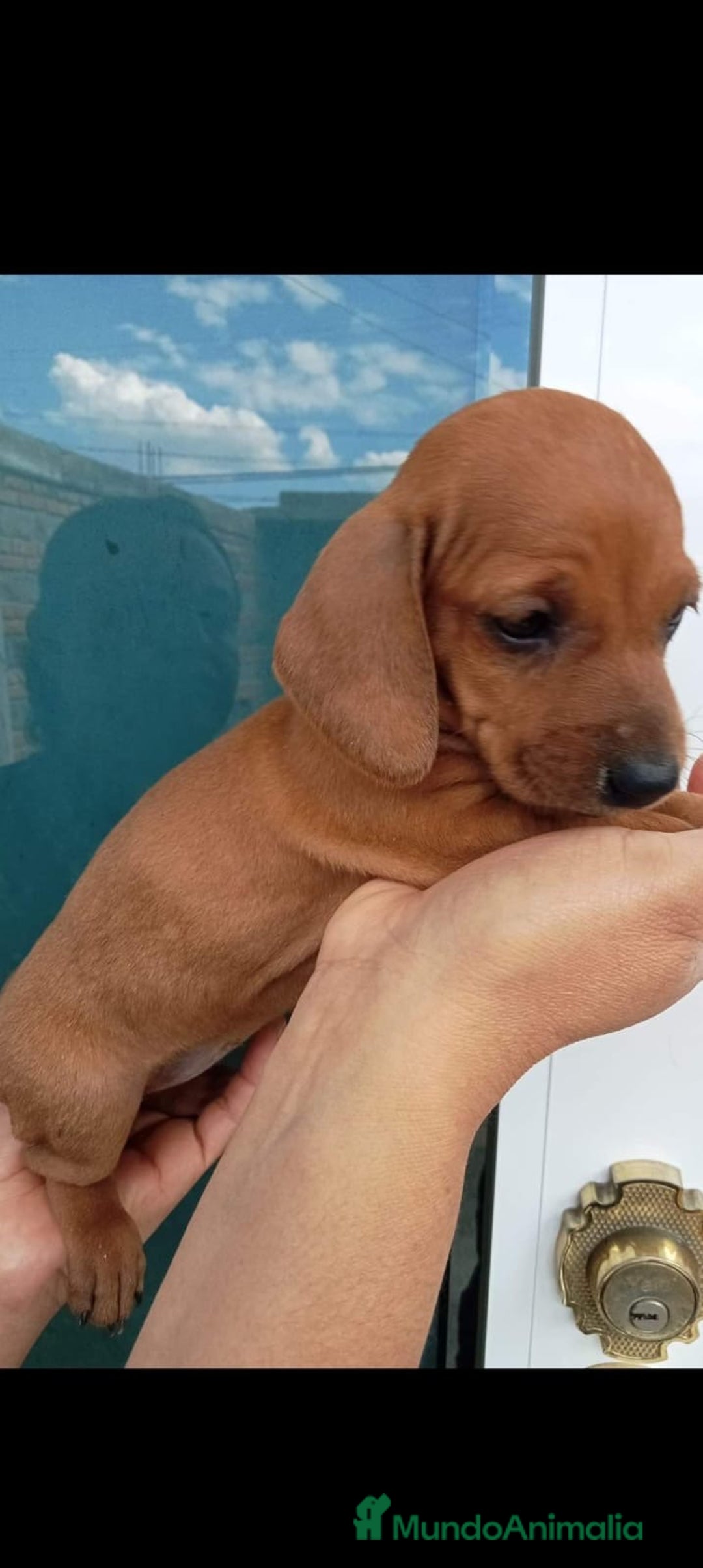 Teckel Miniatura perros en venta: Teckel miniatura  - Imagen 1