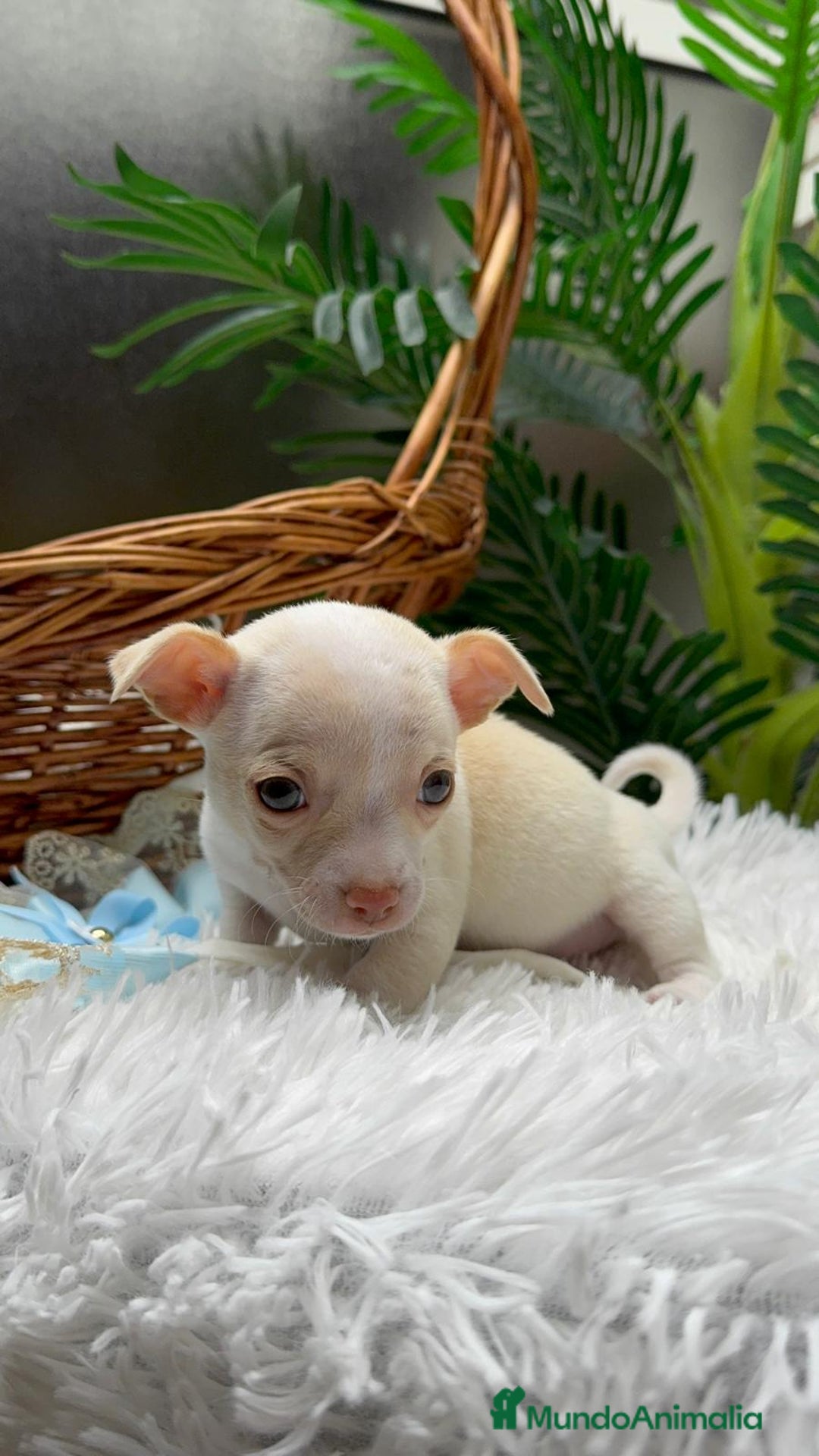 Chihuahua perros en venta: CHIHUAHUA MACHO - Anuncio 12