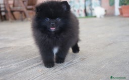 Pomerania perros en venta: 🐾 Monk – Pomerania negro mini toy 🌑 - Imagen 9