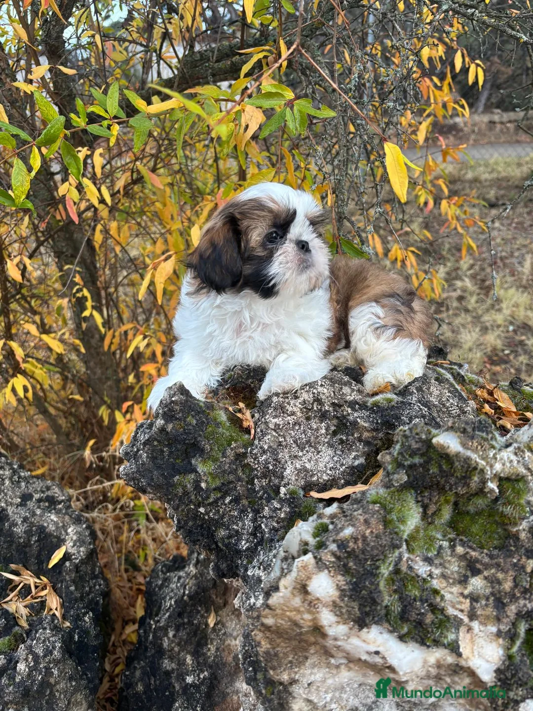 Shih Tzu perros en venta: Shih Tzu hembra disponible !!! - Anuncio 9