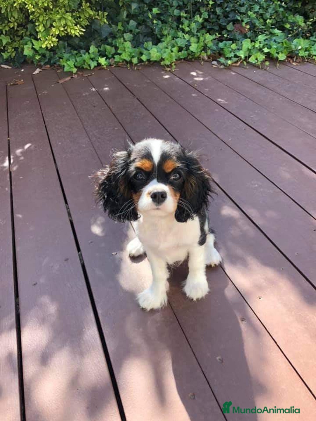 Cavalier King Charles Spaniel perros en venta: Cavalier Kong Spaniel - Imagen 2