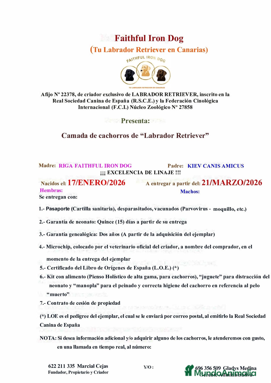 Labrador Retriever perros en venta: Cachorros de Labrador Retriever - Anuncio 1