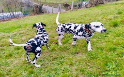Dálmata perros en venta: Dalmata  - Imagen 4
