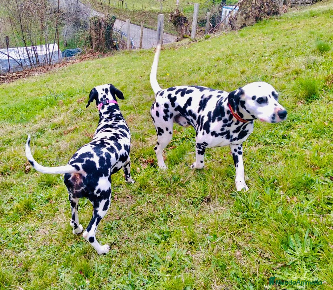 Dálmata perros en venta: Dalmata  - Imagen 4