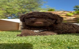 Perro de Agua Español perros en venta: PERRO DE AGUA HEMBRA - Imagen 12