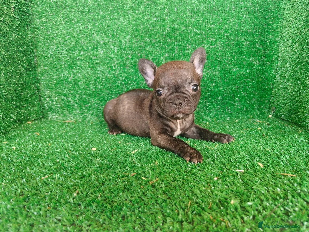 Bulldog Francés perros en venta: Bulldog francés  - Anuncio 2