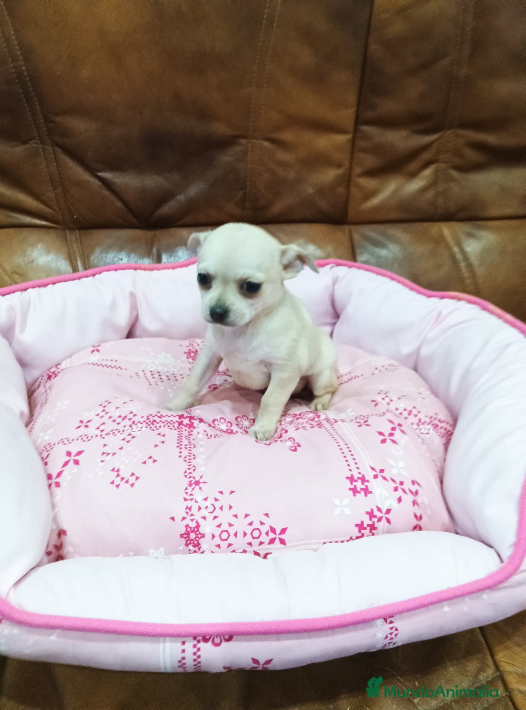 Chihuahua perros en venta: Chihuahua toy - Anuncio 9