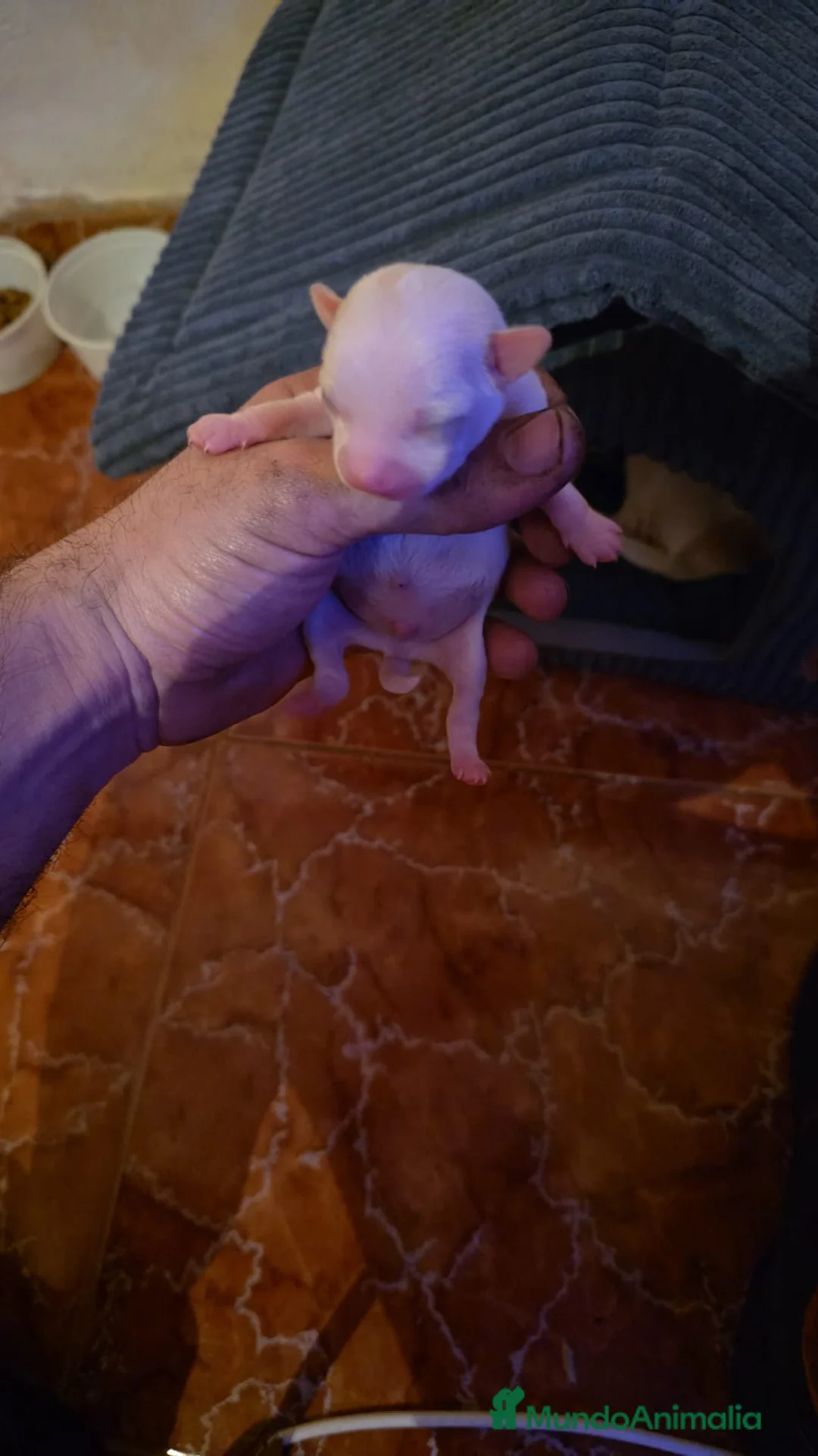 Chihuahua perros en venta: Chihuahua toy macho para reservar  - Anuncio 1