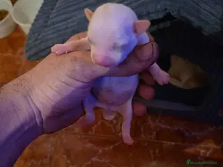 Chihuahua perros Chihuahua toy macho para reservar - Anuncio 2