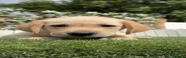 Labrador Retriever 1