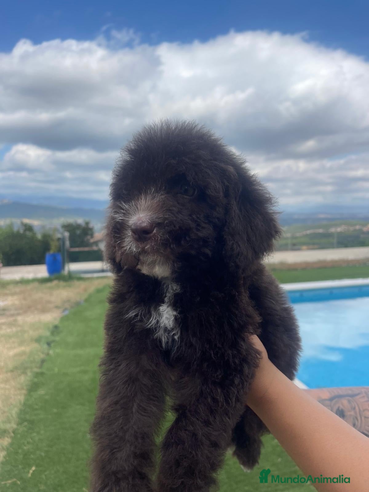 Perro de Agua Español perros Perro de agua español  - Anuncio 2