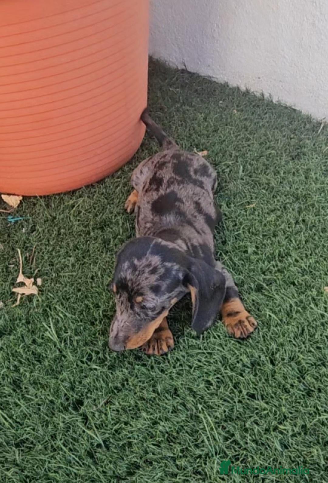 Teckel perros Teckel cachorros  - Anuncio 30