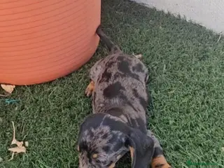 Teckel perros Teckel cachorros - Anuncio 30