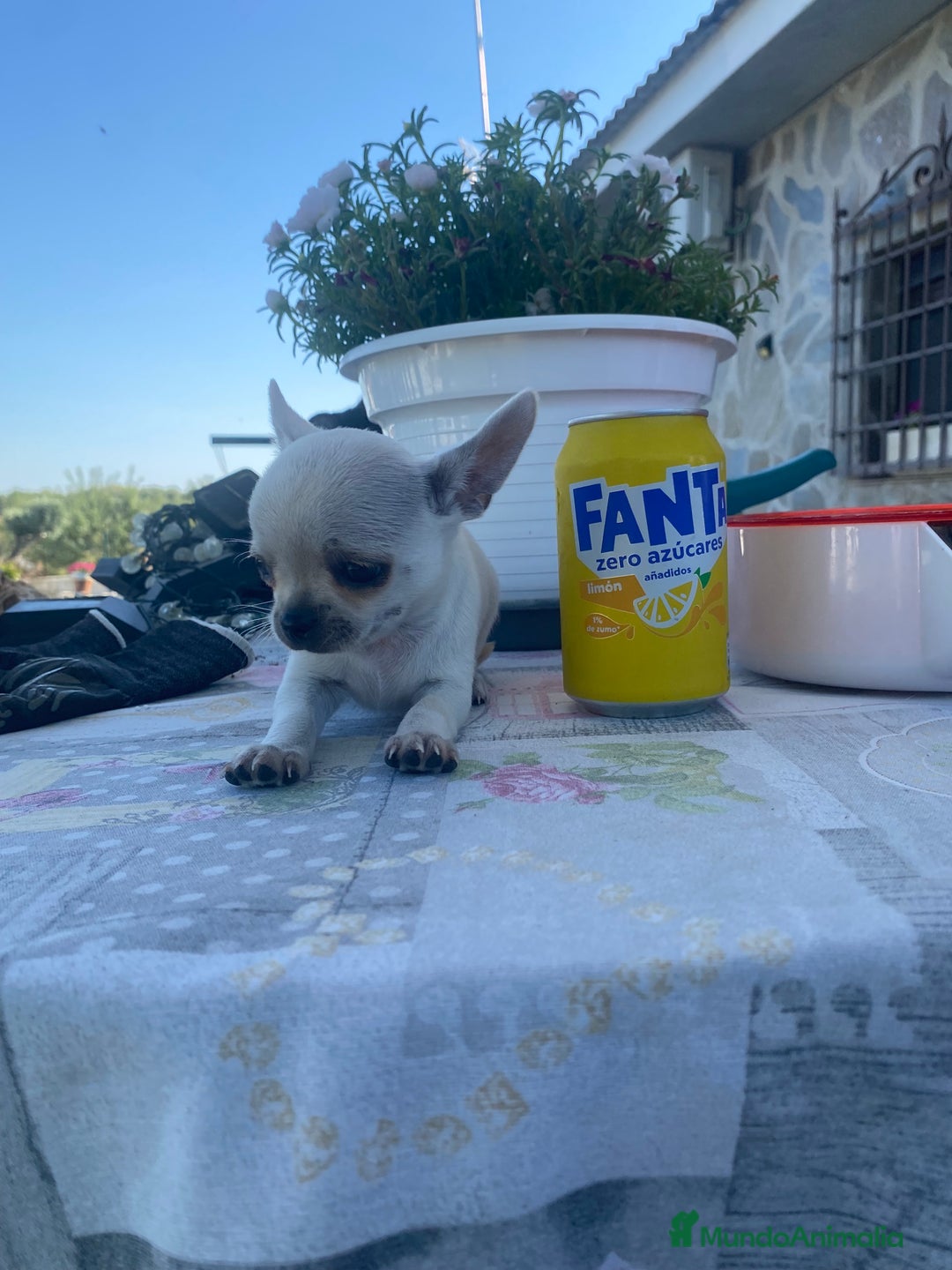Chihuahua perros en venta: ÚLTIMOS 3 MACHOS - Imagen 12