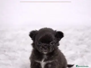 Chihuahua perros CHIHUAHUA MINI TOY PELO LARGO - Anuncio 2