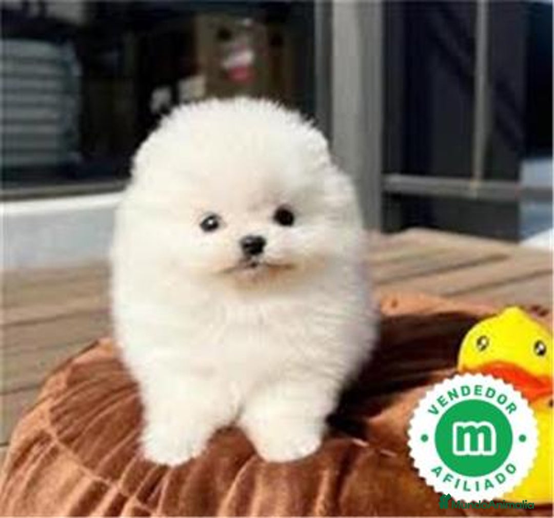 Pomerania perros en venta: Pomerania lulu Toy línea rusa muy chato macho  - Imagen 2