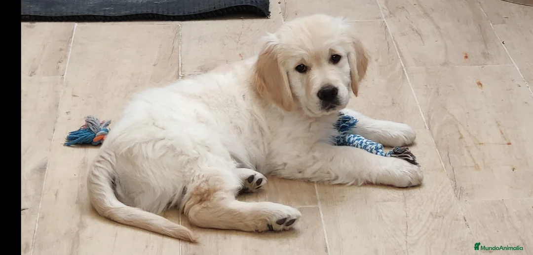 Imagen de galería {{count}}