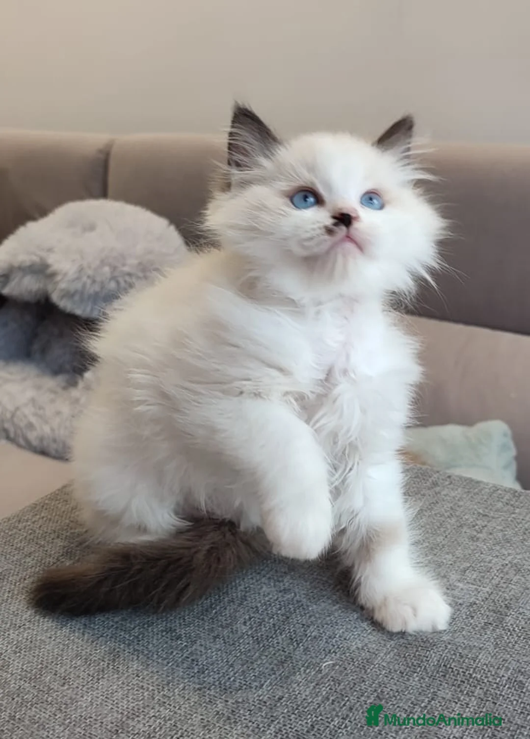 Ragdoll gatos en venta: Gatitos Ragdoll - Anuncio 24