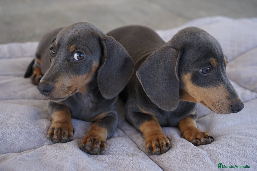 Teckel Miniatura perros en venta: 🌙 Tiko y Munchi – Elegancia en tonos silver 🐾 - Imagen 9