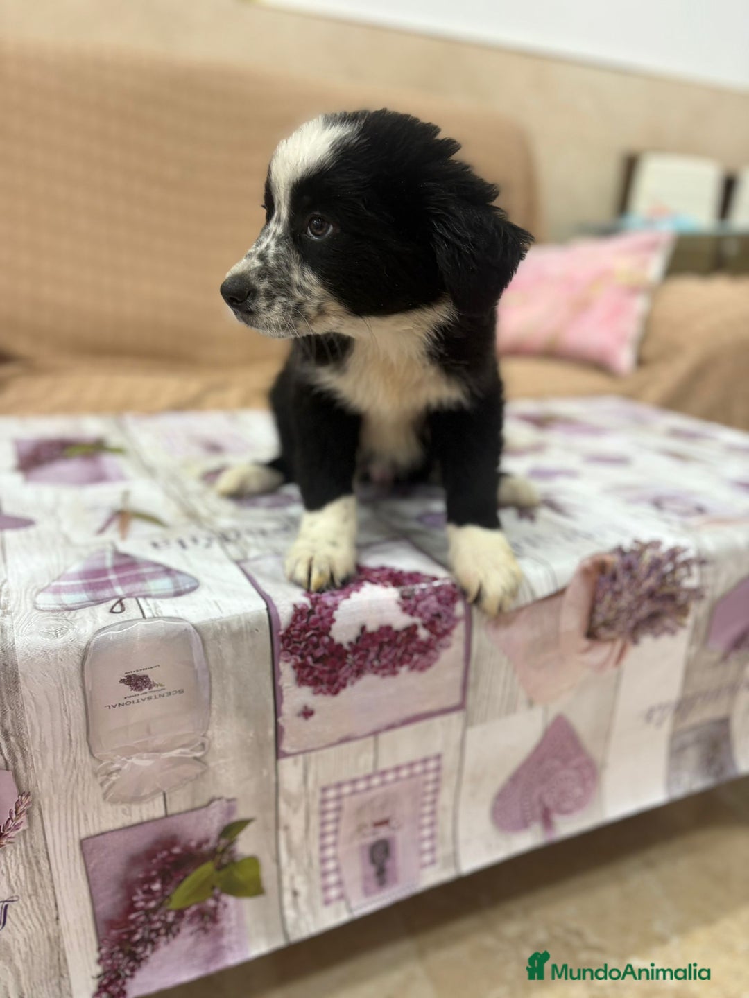 Border Collie perros en venta: Oportunidad border collie  - Imagen 8