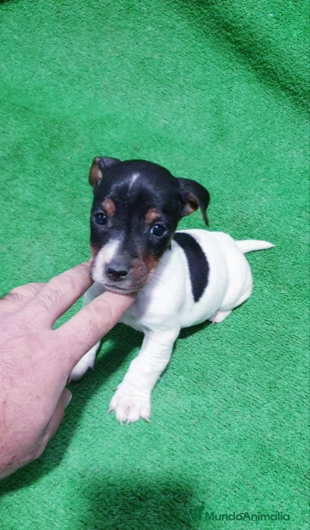 Jack Russell Terrier perros en venta: 🐕 Jack Russell ## - Anuncio 2