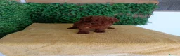 Caniche Toy perros en venta: PRECIOSOS CANICHE  ROJO LINEA TOY  - Anuncio 2