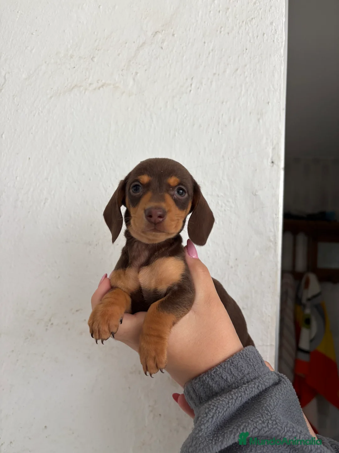 Teckel perros en venta: Teckels kaninchen  - Anuncio 4