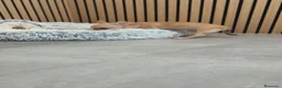 Chihuahua perros en venta: Chihuahua Macho 🦌 - Anuncio 7