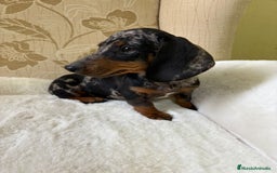 Teckel Miniatura perros en venta: cachorro de teckel miniatura arlequín Merle plata  - Imagen 10