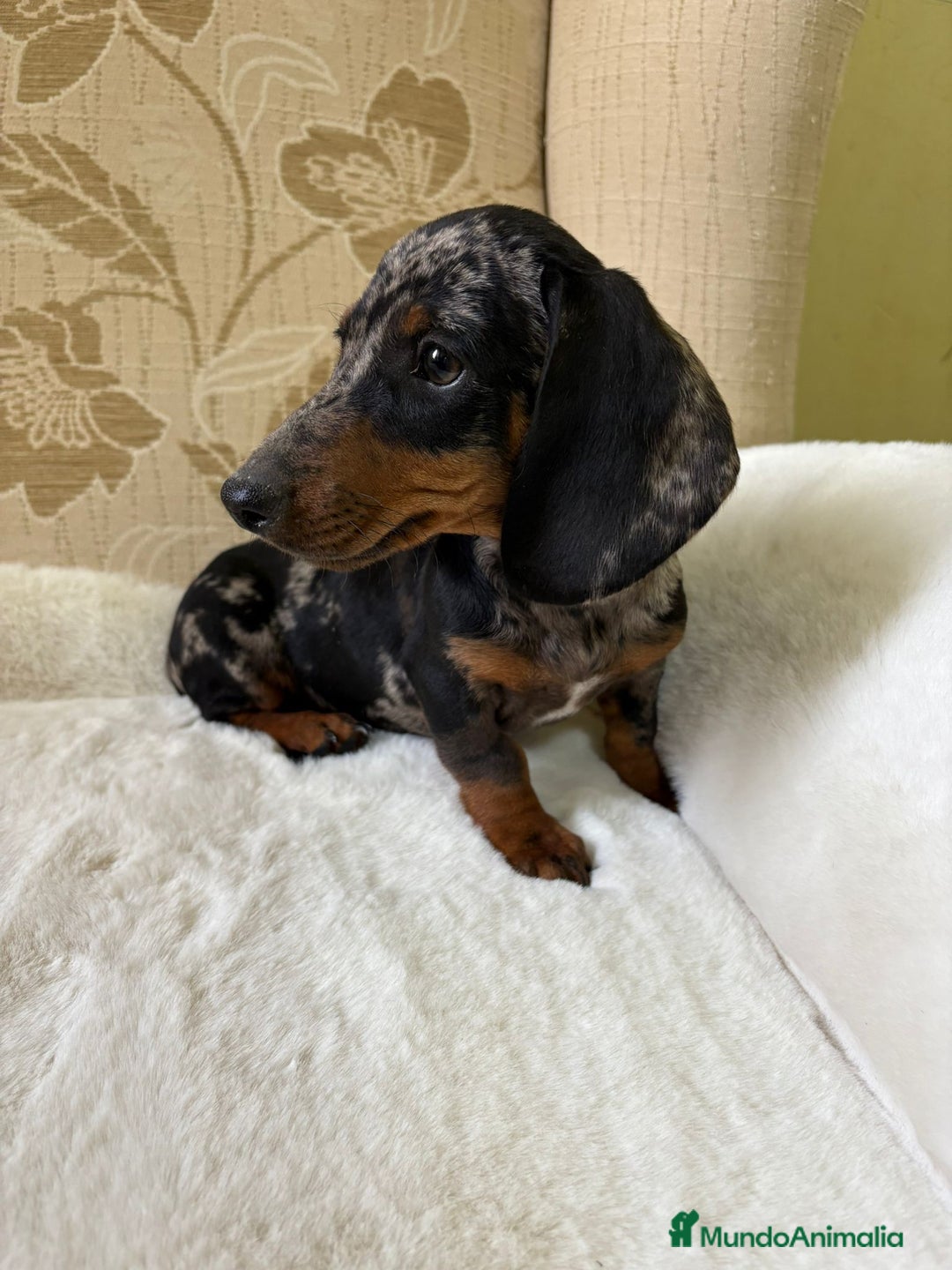 Teckel Miniatura perros en venta: cachorro de teckel miniatura arlequín Merle plata  - Imagen 10