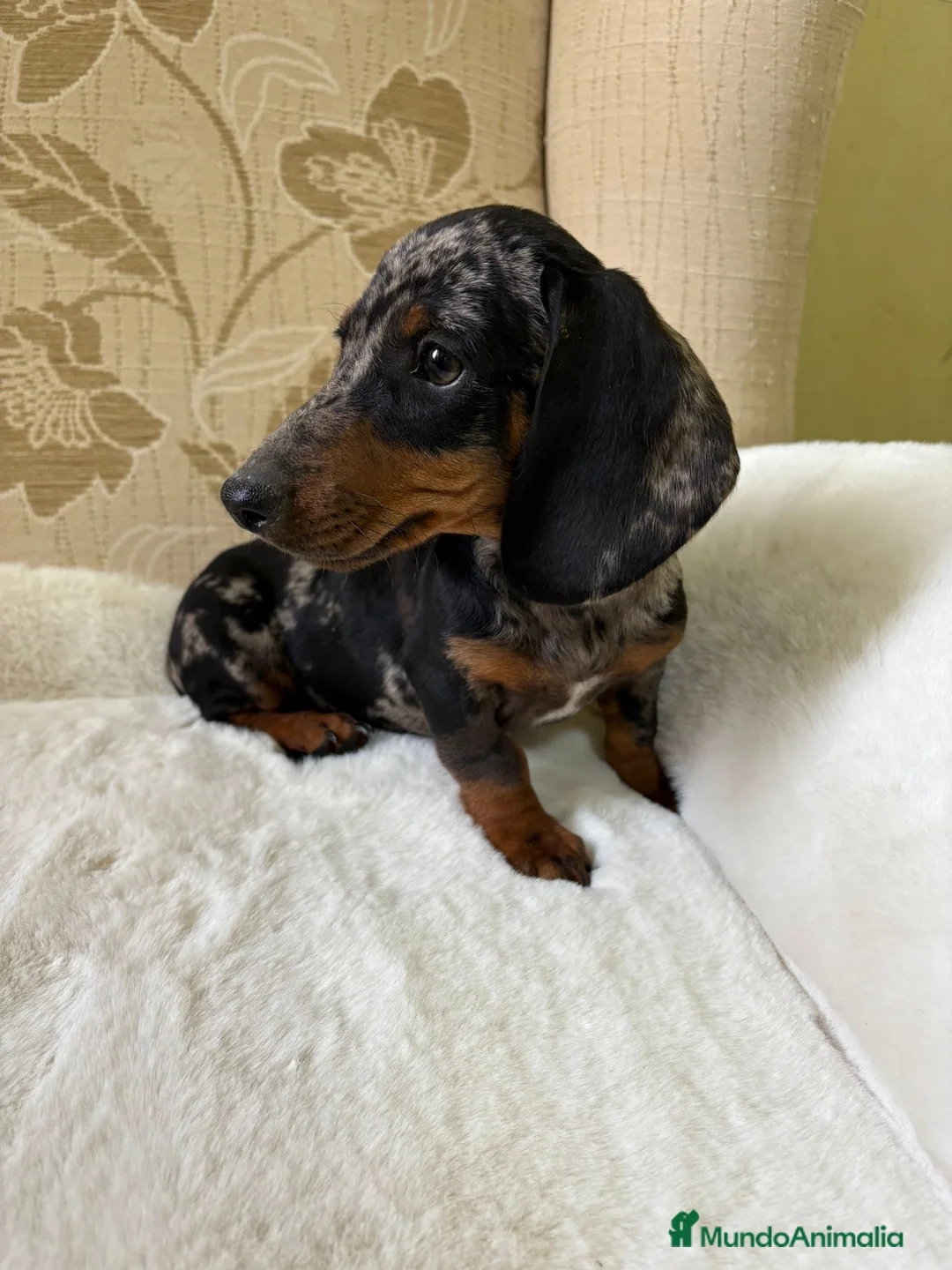 Teckel Miniatura perros en venta: cachorro de teckel miniatura arlequín Merle plata  - Anuncio 10