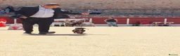 Teckel Miniatura perros en venta: Camada teckel miniatura  - Anuncio 6