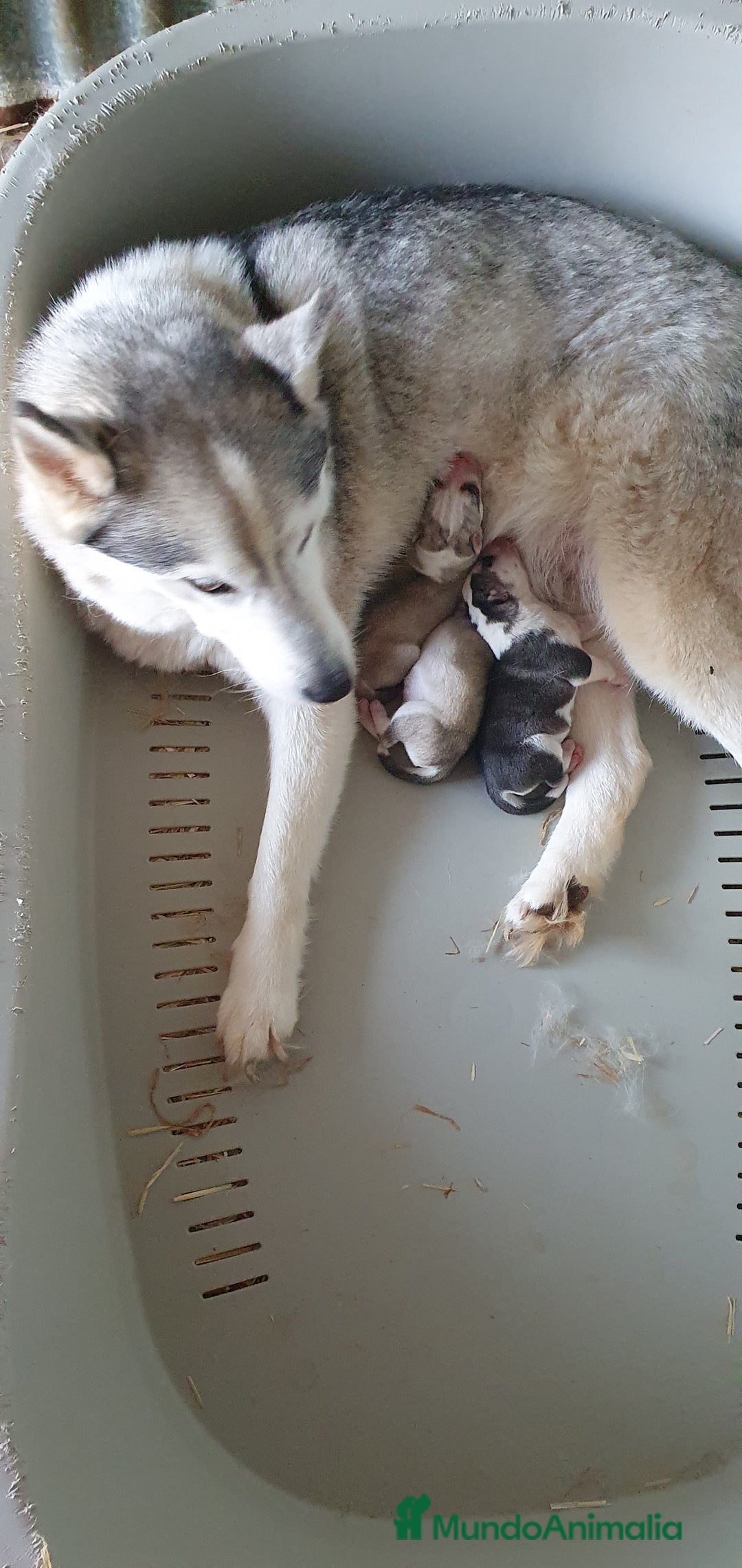 Husky Siberiano perros en venta: Cachorros Husky Siberiano  - Imagen 9