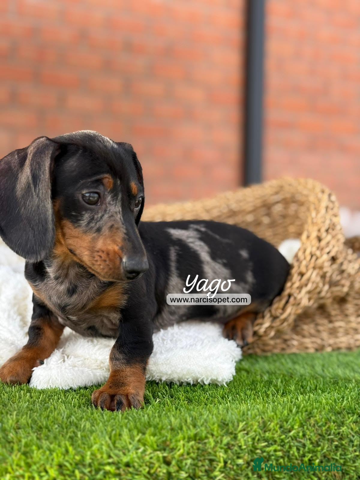 Teckel Miniatura perros en venta: TECKEL ARLEQUIN - Anuncio 9
