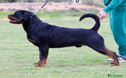 Rottweiler perros en venta: Rottweiler - Imagen 3