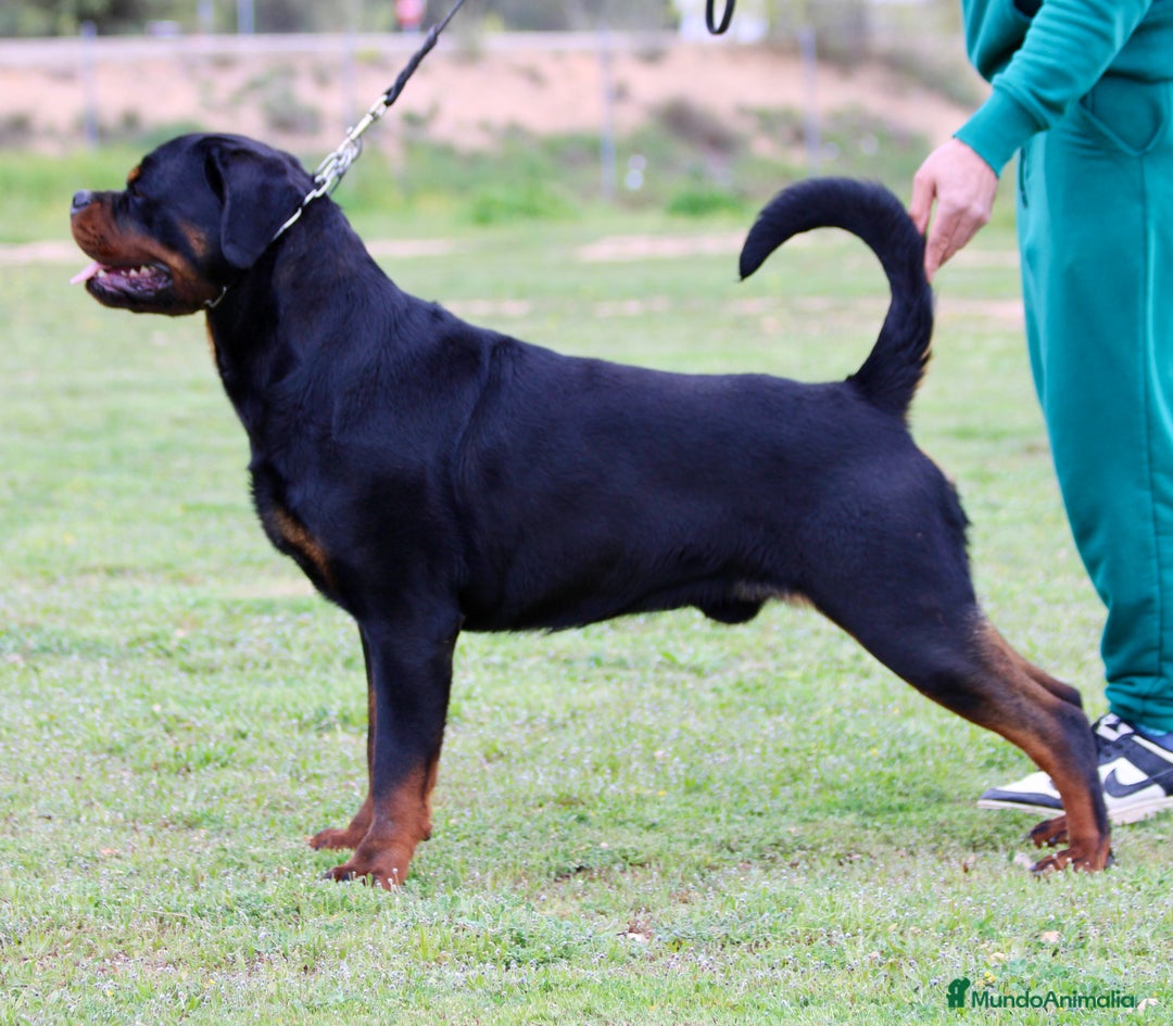 Rottweiler perros en venta: Rottweiler - Imagen 3